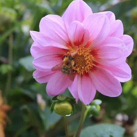 Frühstückspension D'hotes Mon Repos