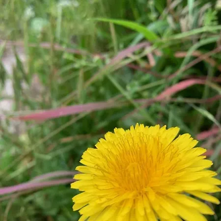 Bed & Breakfast D'hotes Mon Repos