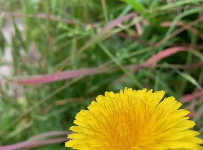 Bed & Breakfast D'hotes Mon Repos