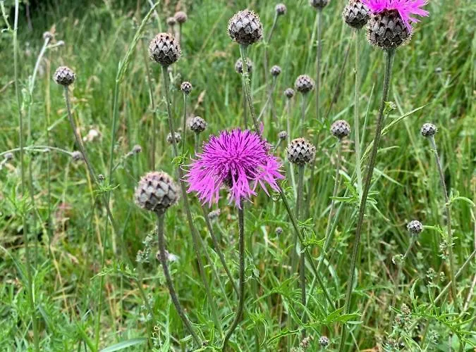 D'hotes Mon Repos Bed & Breakfast Saint-Aubin-sur-Scie